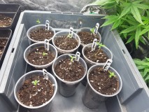 Bsv Boss and Terp town seedlings