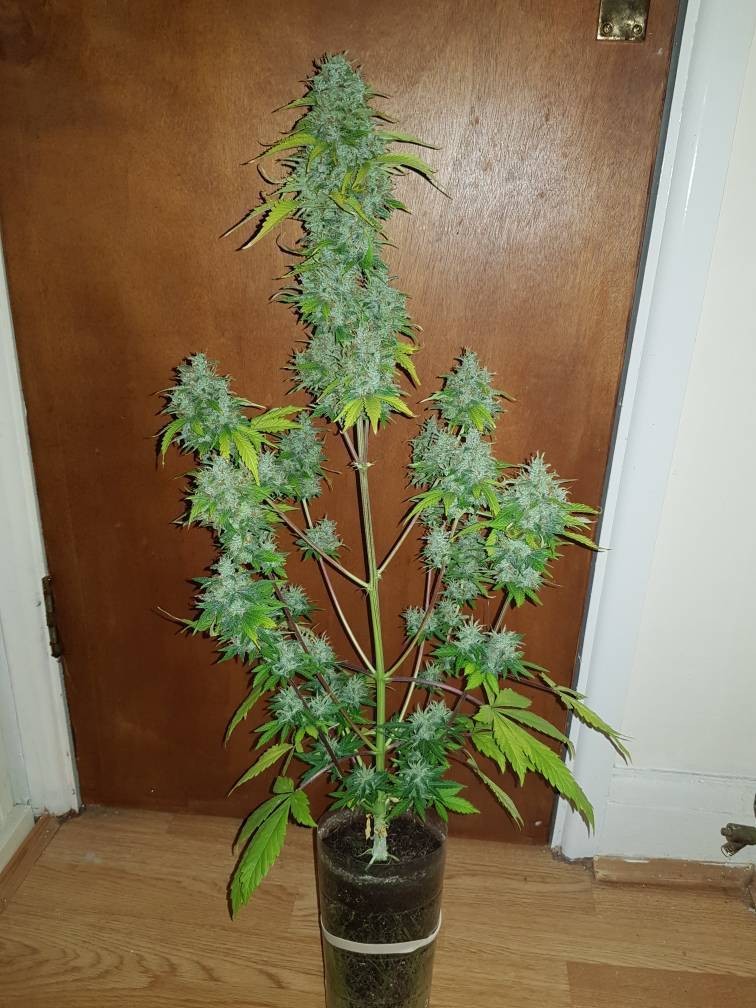 GMO Seedstockers 2L auto grow entry