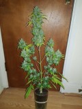 GMO Seedstockers 2L auto grow entry