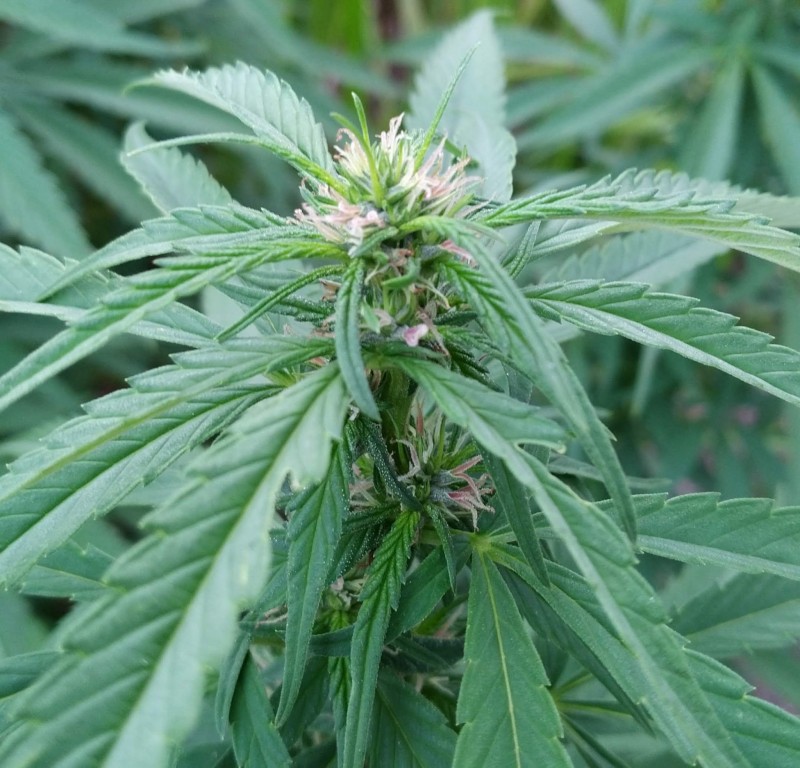 IMG_20210712_174930~2