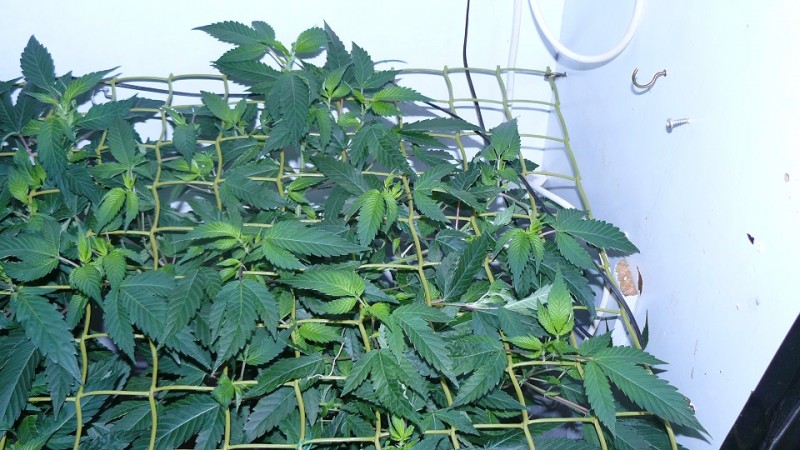 drobes autos cacti d3 td 002