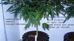 drobes autos cacti d3 td 003