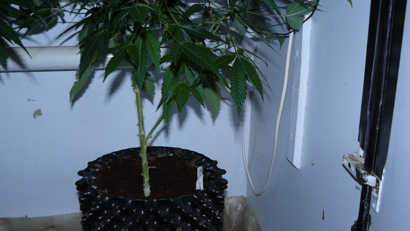 drobes autos cacti d3 td 004