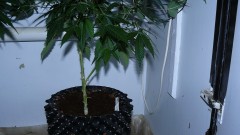 drobes autos cacti d3 td 004