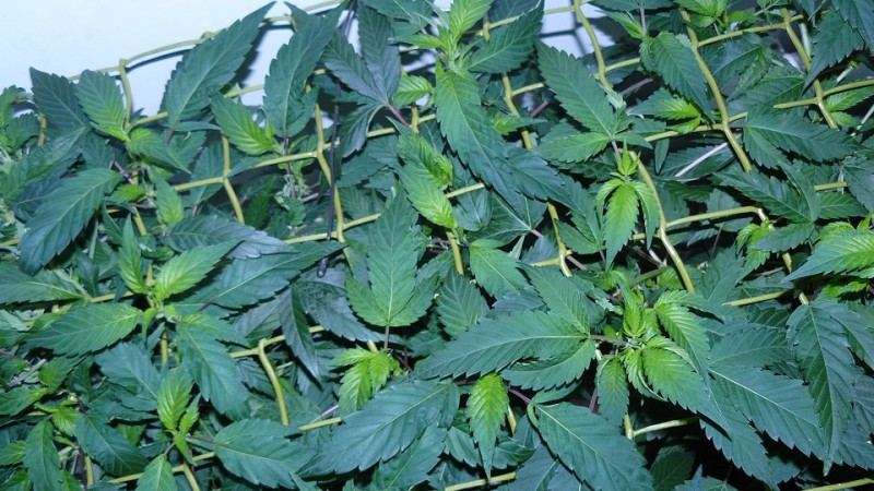 drobes autos cacti d3 td 008