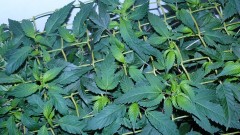 drobes autos cacti d3 td 008