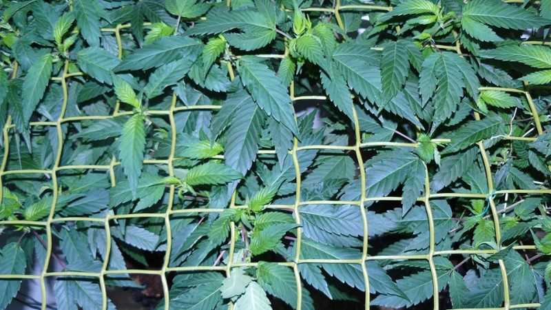 drobes autos cacti d3 td 009