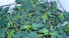 drobes autos cacti d3 td 010