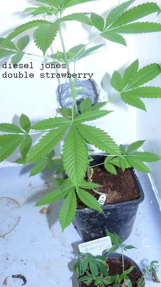 drobes autos cacti d3 td 017