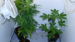 drobes autos cacti d3 td 018