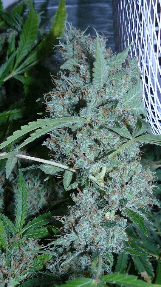 drobes autos cacti d3 td 025