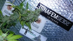 drobes autos cacti d3 td 031