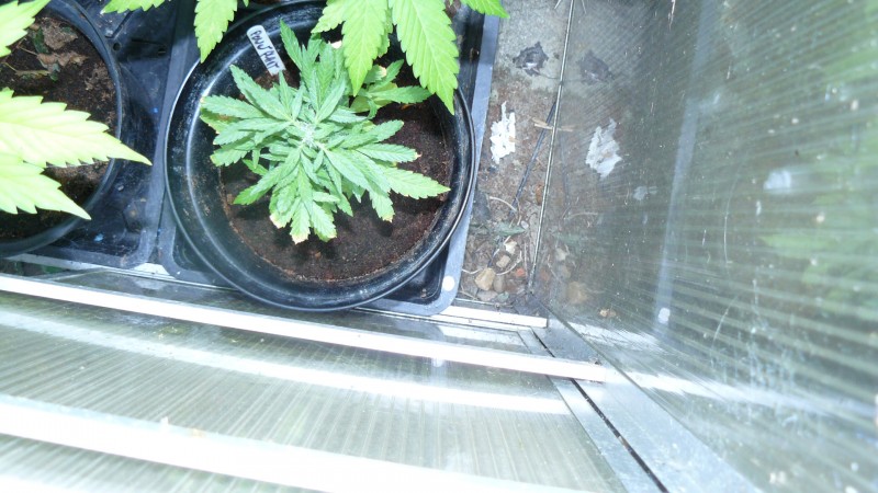 drobes autos cacti d3 td 045