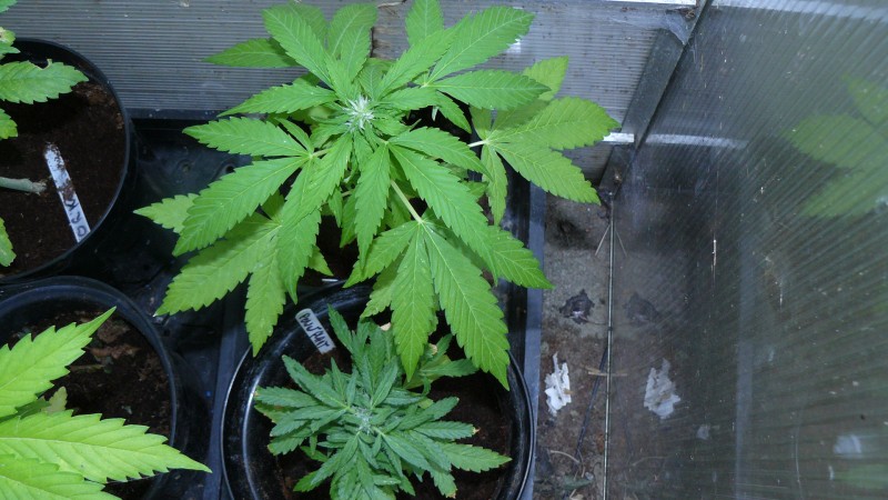 drobes autos cacti d3 td 046