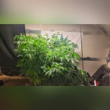 quicksquarenew_202272022201736