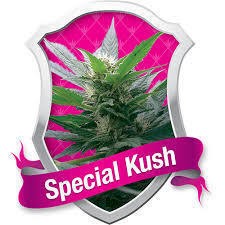 special kush