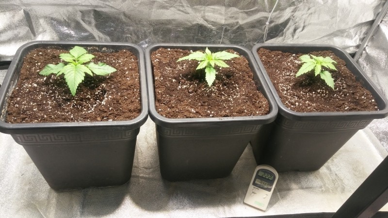 WEEK 1 GROW