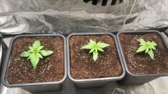 WEEK 1 GROW