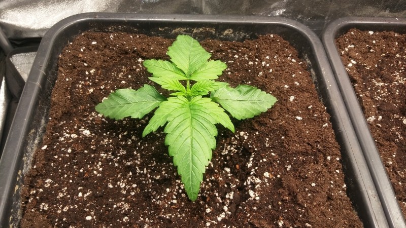 WEEK 1 GROW