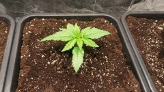 WEEK 1 GROW