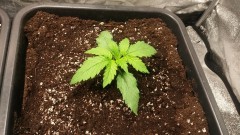 WEEK 1 GROW