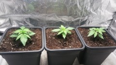 WEEK 1 GROW