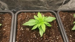 WEEK 1 GROW