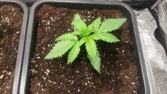 WEEK 1 GROW