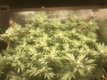 D7CDA51A-B244-4E77-B0D8-A737C037EECD