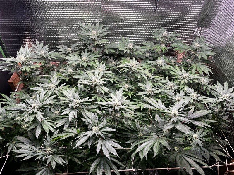 34142D2C-98AB-4186-9109-61256D522E4E