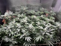 34142D2C-98AB-4186-9109-61256D522E4E