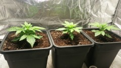 WEEK 1 GROW