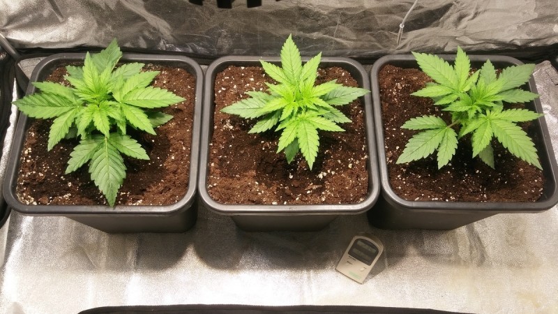 WEEK 1 GROW