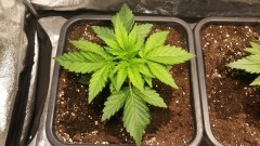 WEEK 1 GROW