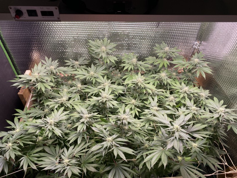 D1FBCA72-ADDB-478E-9527-DBBBB8ACAEDB