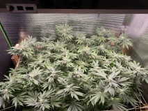 D1FBCA72-ADDB-478E-9527-DBBBB8ACAEDB