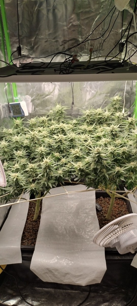 IMG_20220804_073505944_HDR