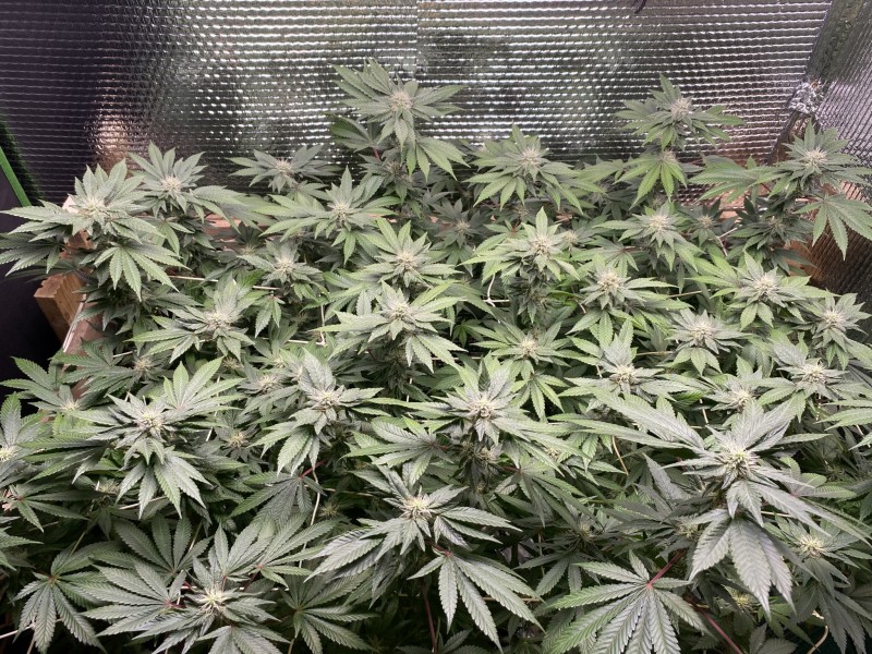 EF9B3FF5-F446-4505-9C48-84CFABB1B080