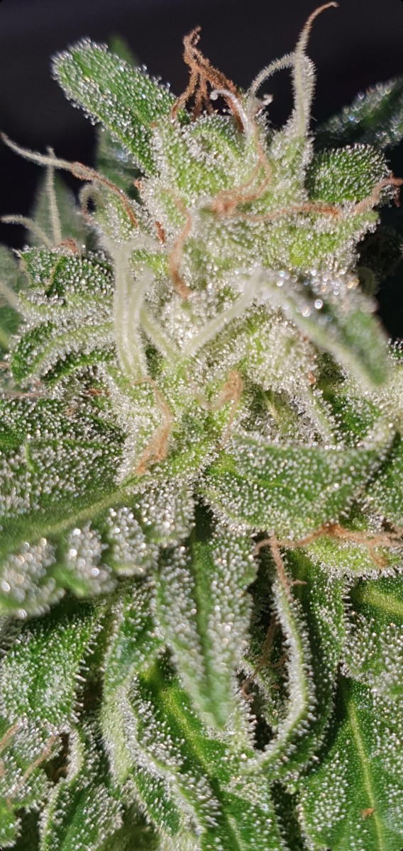 Screenshot_20220807-195401_Gallery