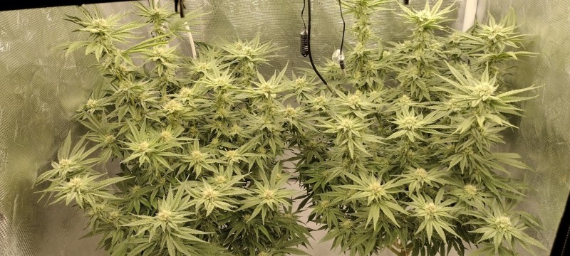 IMG_20220808_195410576_HDR