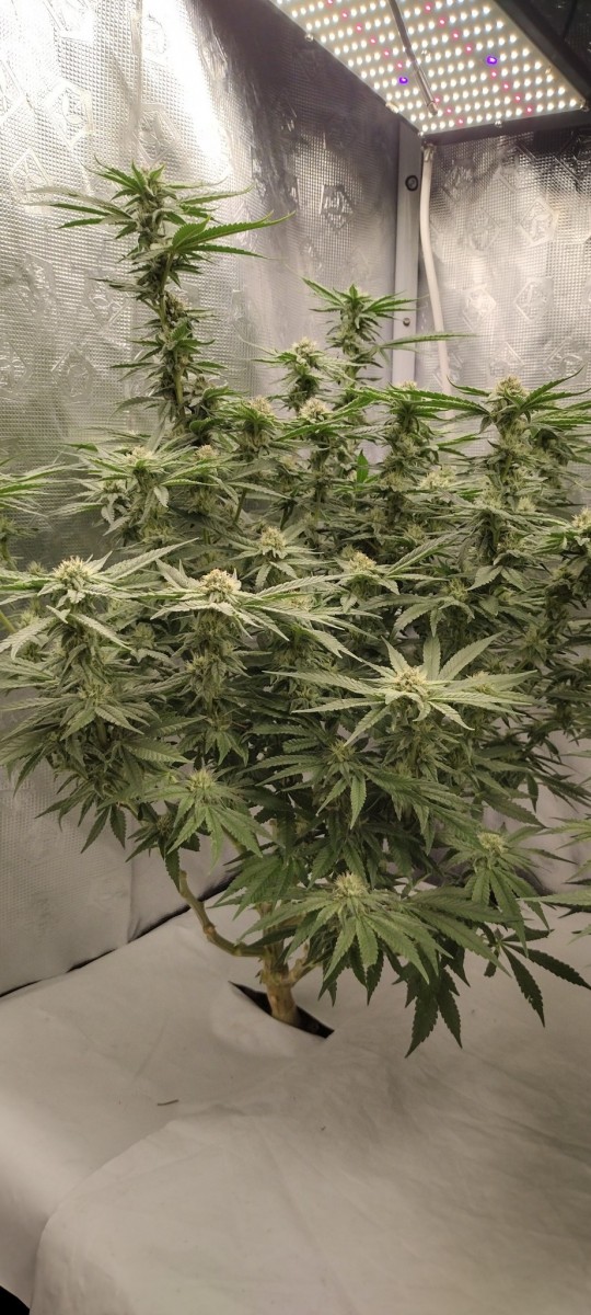 IMG_20220809_140742502_HDR