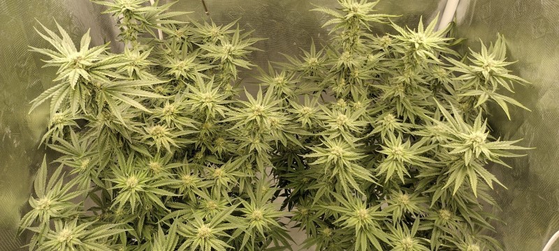 IMG_20220809_140607845_HDR