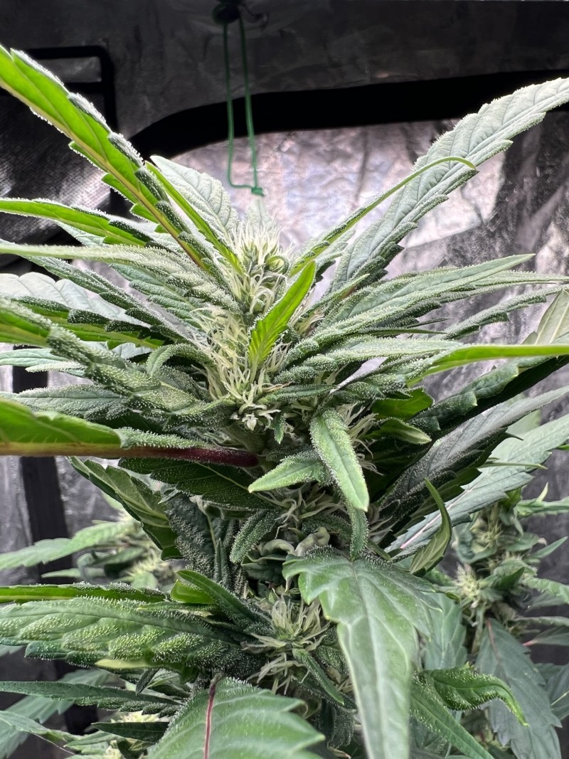 C8170FE2-801C-40C4-8583-5E5256A2C9DF