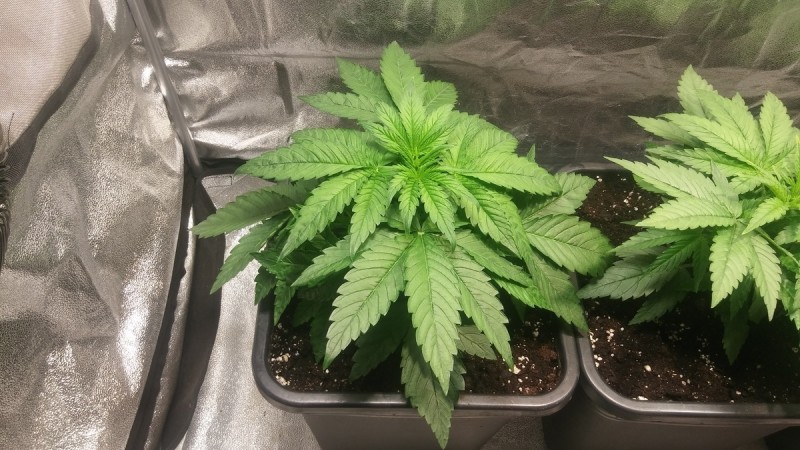 WEEK 2 GROW