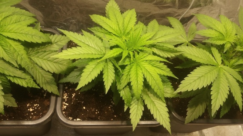 WEEK 2 GROW