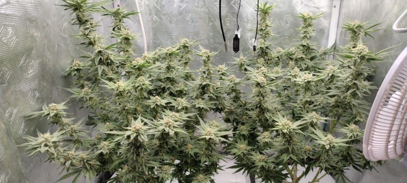 IMG_20220813_174608013