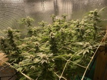 9DA987C6-F485-4325-AE80-9B30A9EEACF2