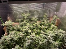 B3E2A1B6-D411-4786-93B5-6C73089B4BAA