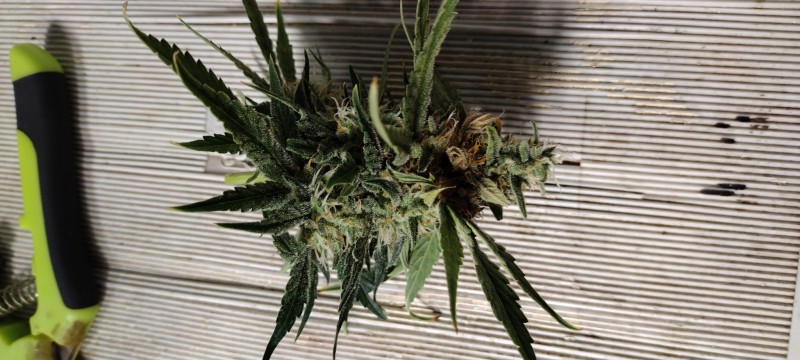 IMG_20220815_082812456