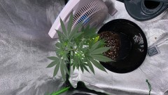 732E9179-F520-4980-AEB0-2DC0E3AA7B5B